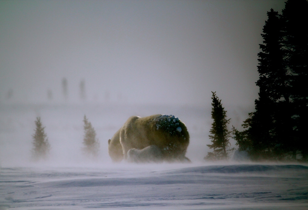 Polar Bear Mom and Cub, Area near Wapusk National Park, Canada