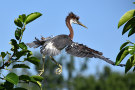Grid tricolor heron leaping