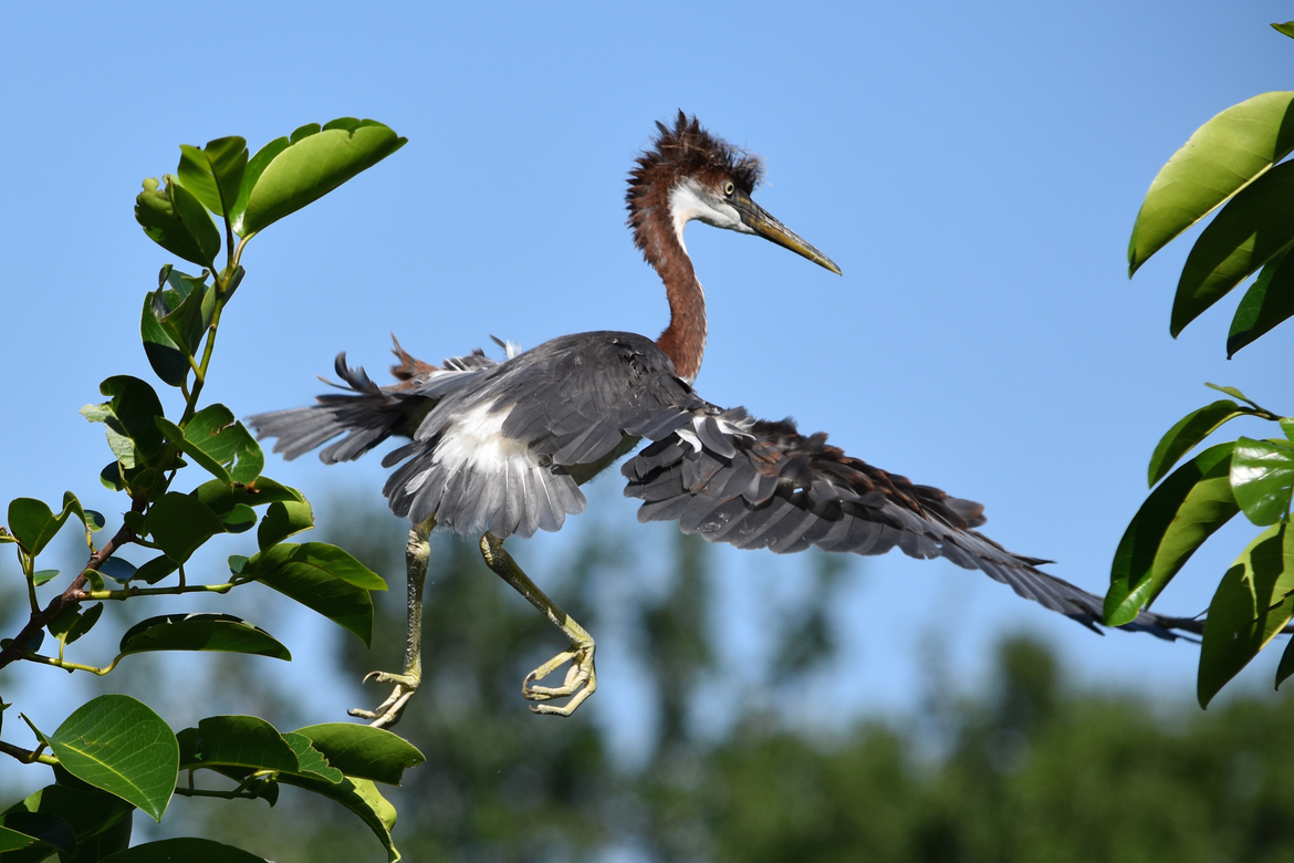 Tricolor Heron Fledgling, South Florida, USA