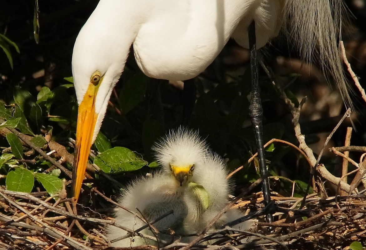 GREAT EGRET, AUDUBON ROOKERY, VENICE, FLORIDA, USA
