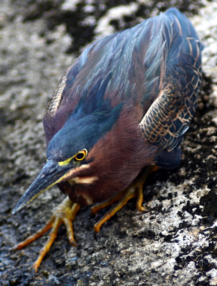 Green Heron, Humacao, Puerto Rico