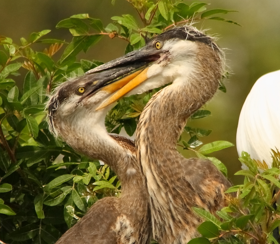 Great Blue Heron, AUDUBON ROOKERY, VENICE, FLORIDA, USA