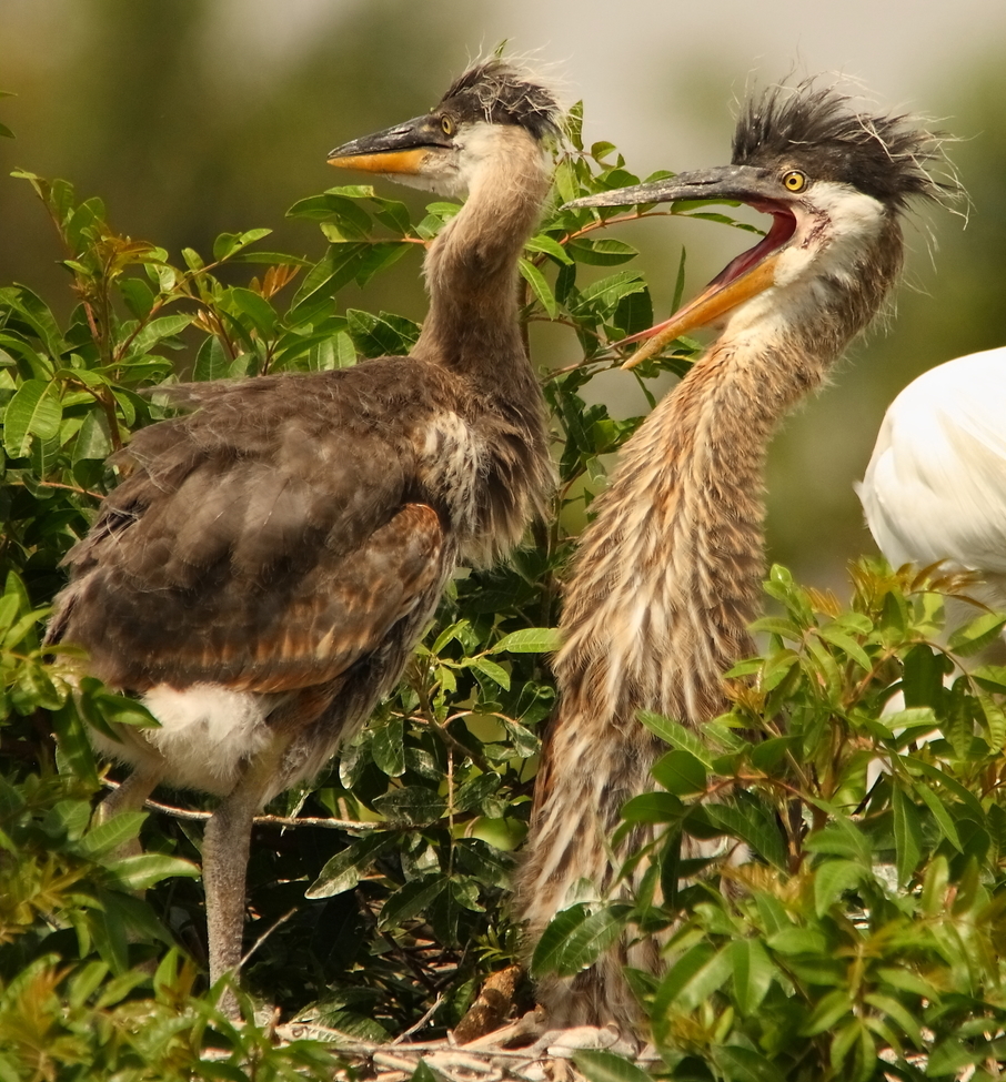 Great Blue Heron, AUDUBON ROOKERY, VENICE, FLORIDA, USA