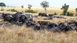 Grid davis cape buffalo