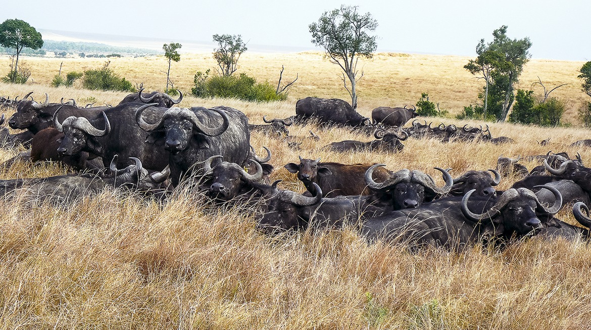 Cape Buffalo, Maasai Mara, Kenya