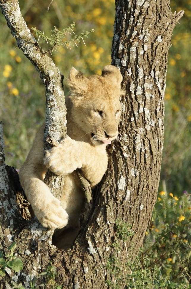 Young Lion Cub, Serengeti , Tanzania, Africa