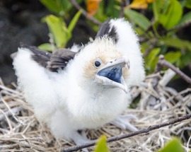 Grid frigate bird chick