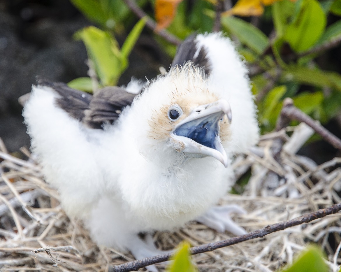 Frigate Bird , Galapagos Islands, Ecuador