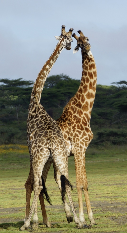 Giraffe, Serengeti , Tanzania, Africa