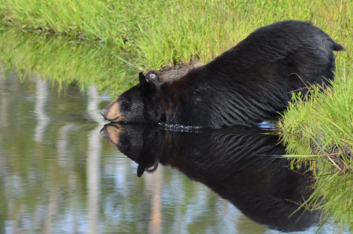 Black Bear, Alligator River National Wildlife Refuge, USA
