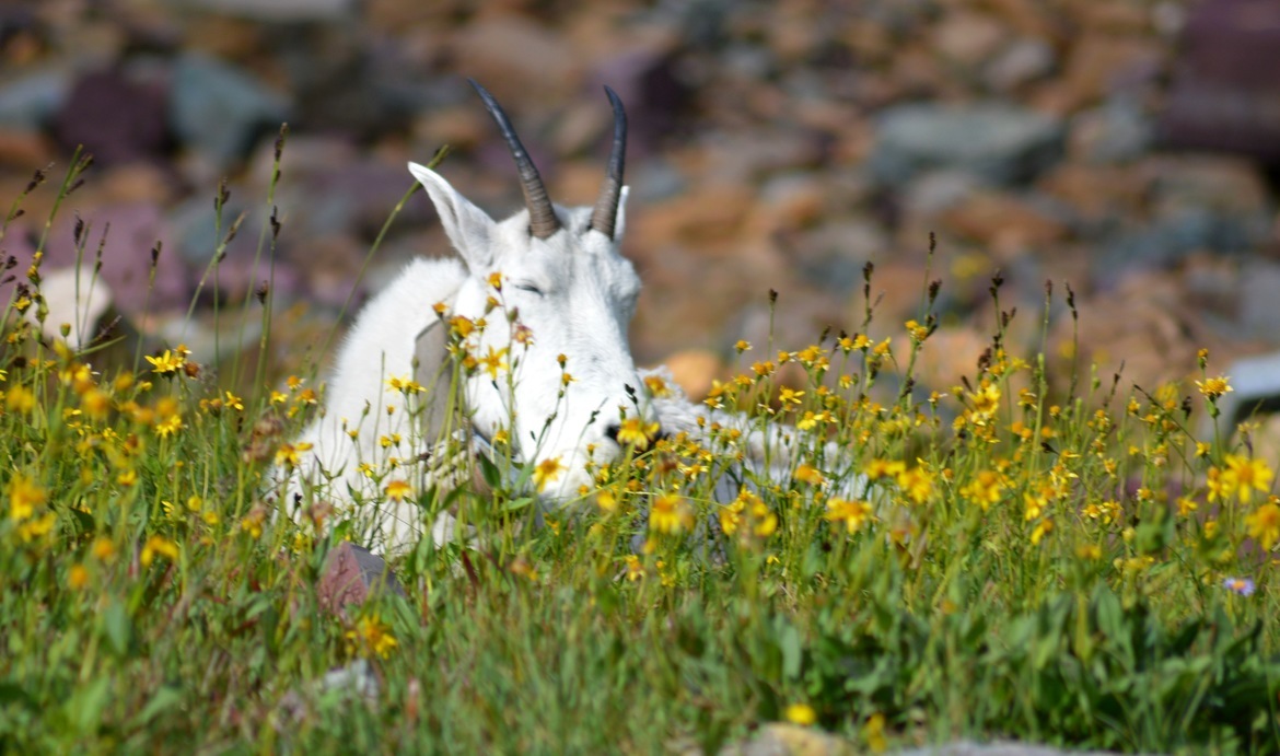 Mountain Goat, Glacier National Park, USA