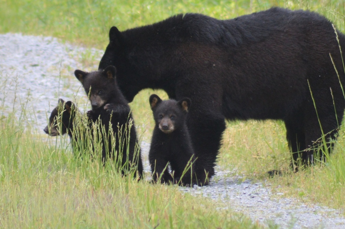 Black Bear, Alligator River National Wildlife Refuge, USA