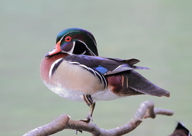 Grid wood duck