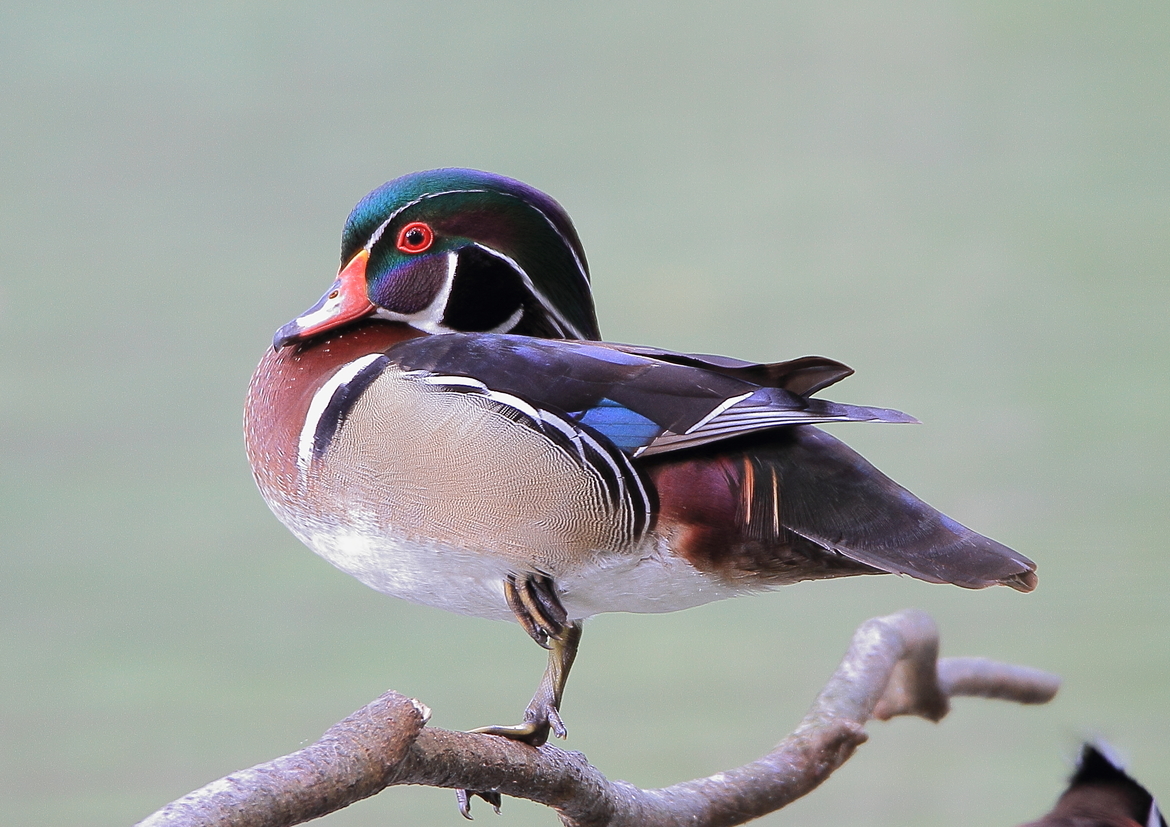Wood Duck, Homosassa Springs State Park in Florida, USA