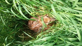 Grid 20160603 115957