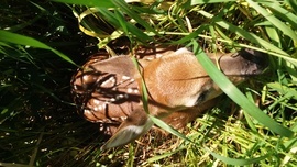 Grid 20160603 121239