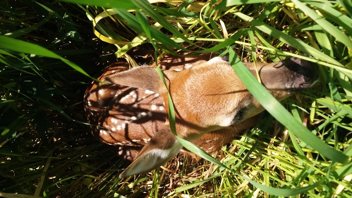 Deer white tail , None , USA 