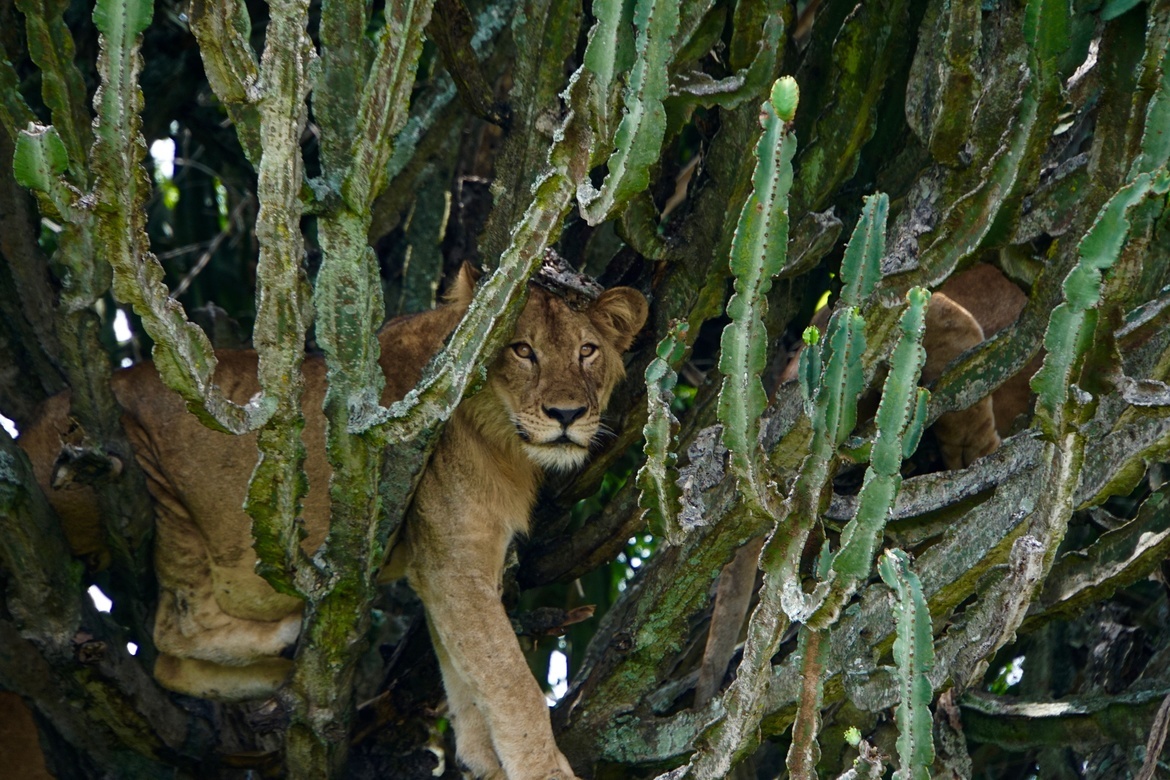 Lions, Bwindi, Uganda