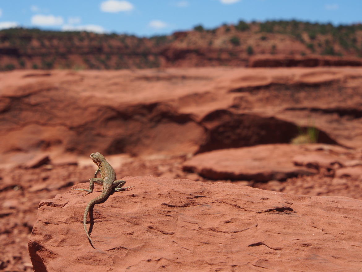 Side-blotched Lizard, Capitol Reef National Park, Utah, United States of America