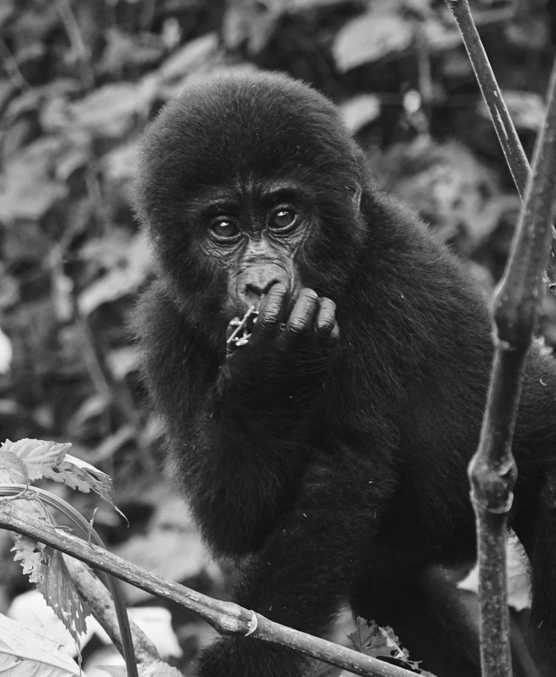Mountain Gorilla, Blind, Uganda