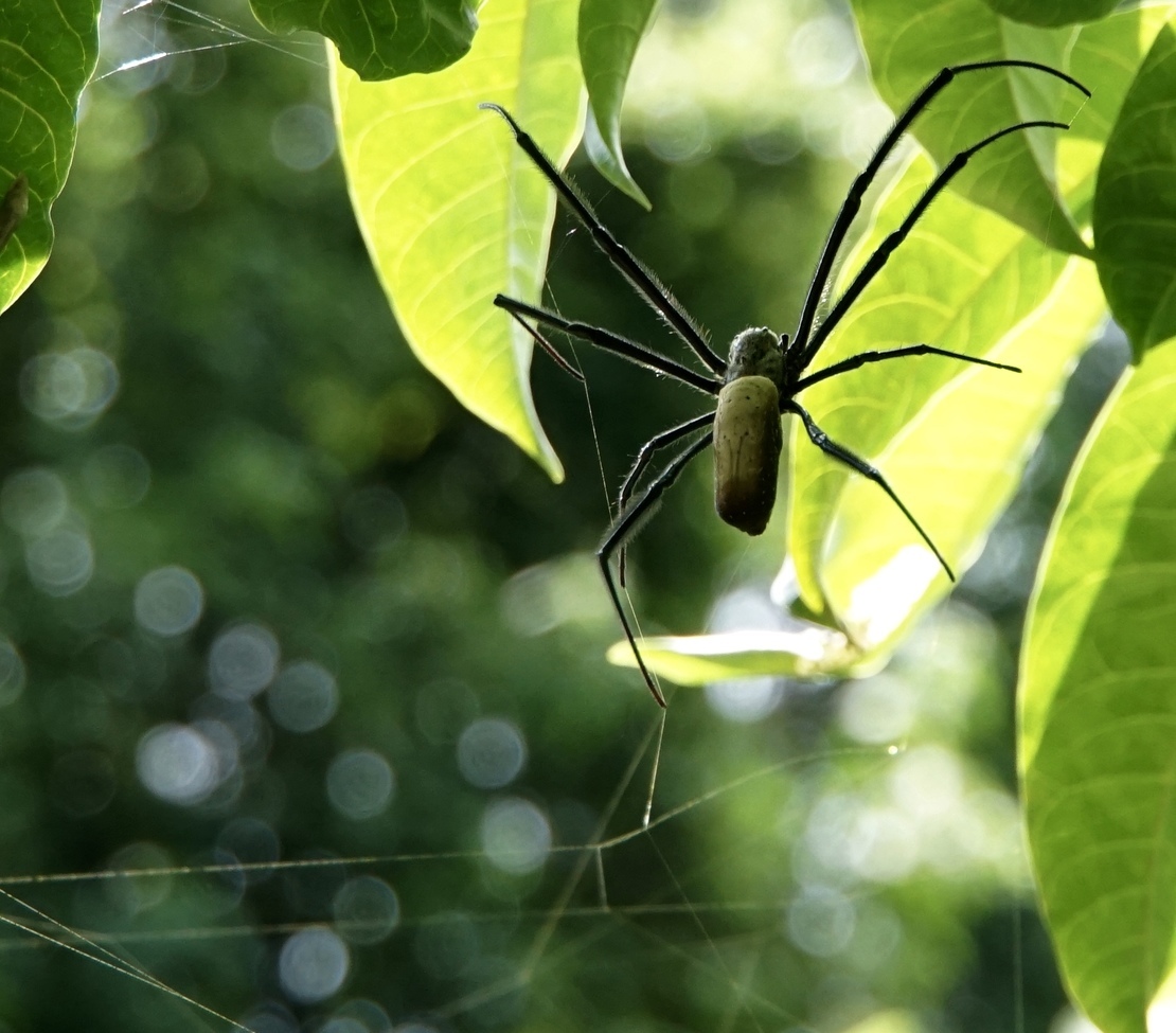 Spider-Sac, Bwindi, Uganda