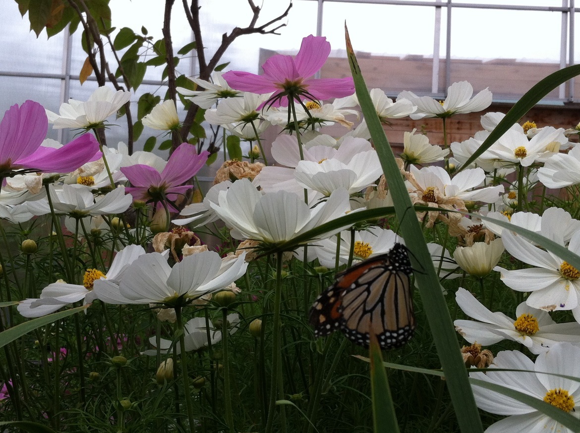 Monarch Butterfly, Winnipeg, Canada