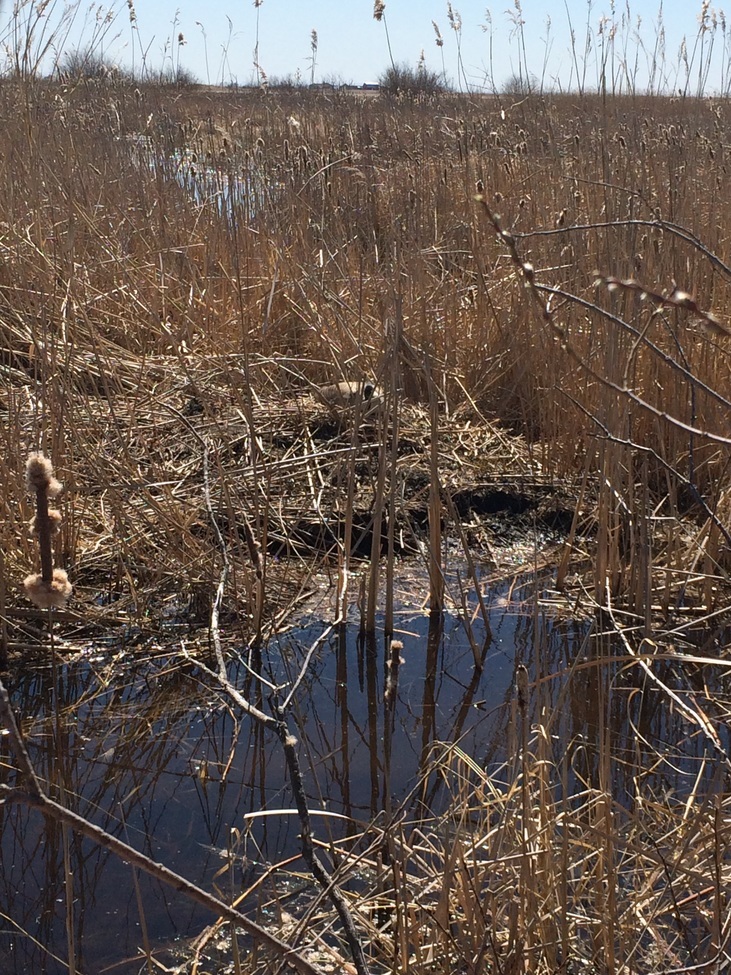 Canada Goose, Oak Hammock Marsh, Canada