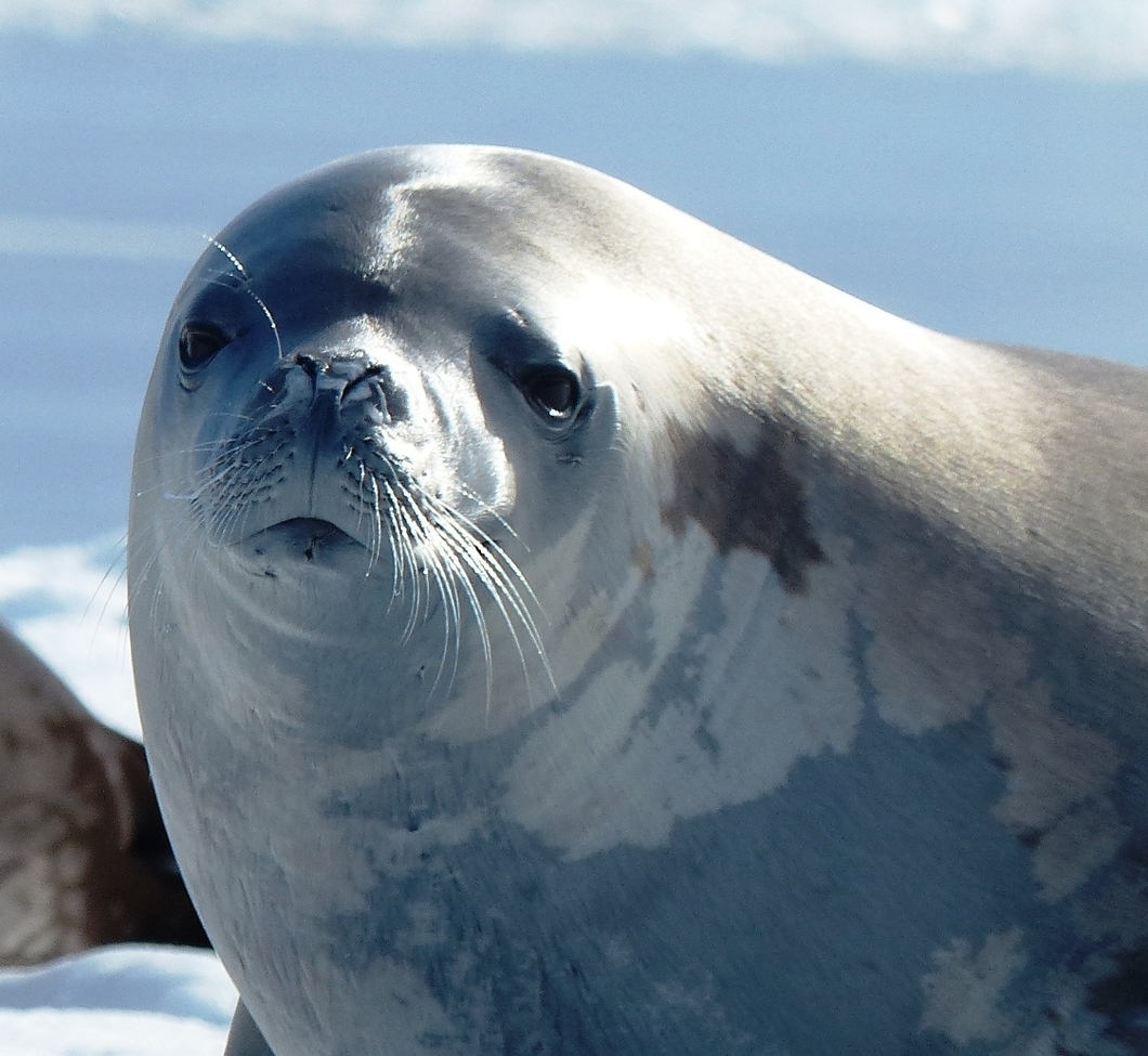 Crabeater Seal, Grandidier Channel, Antarctica 