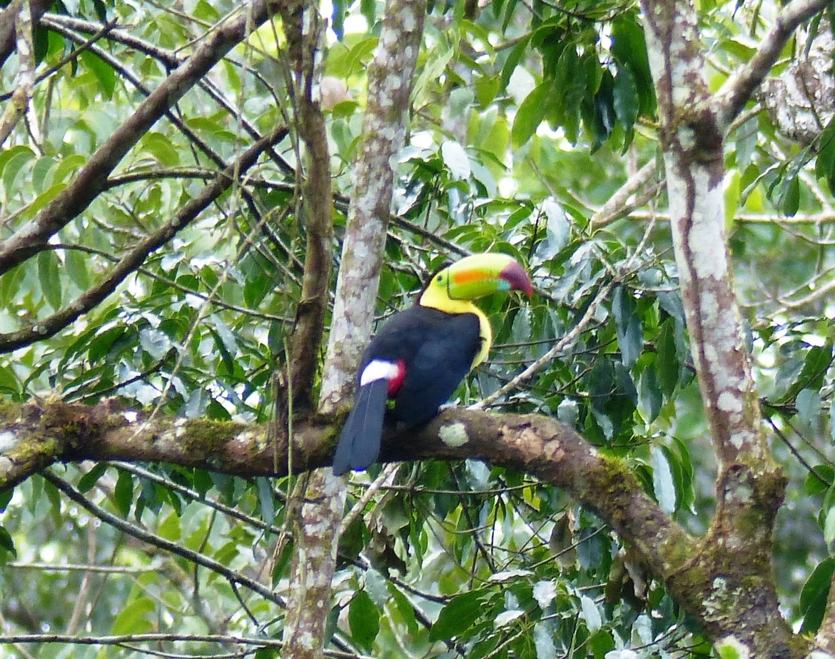Toucan, Chan Chich, Orange Walk region, Belize