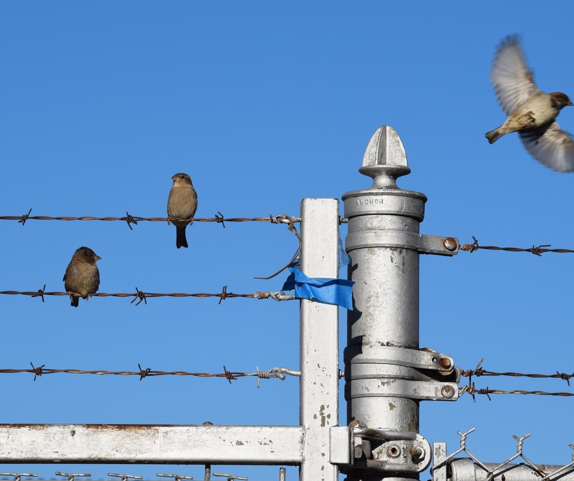 Bird, Brooklyn, United States