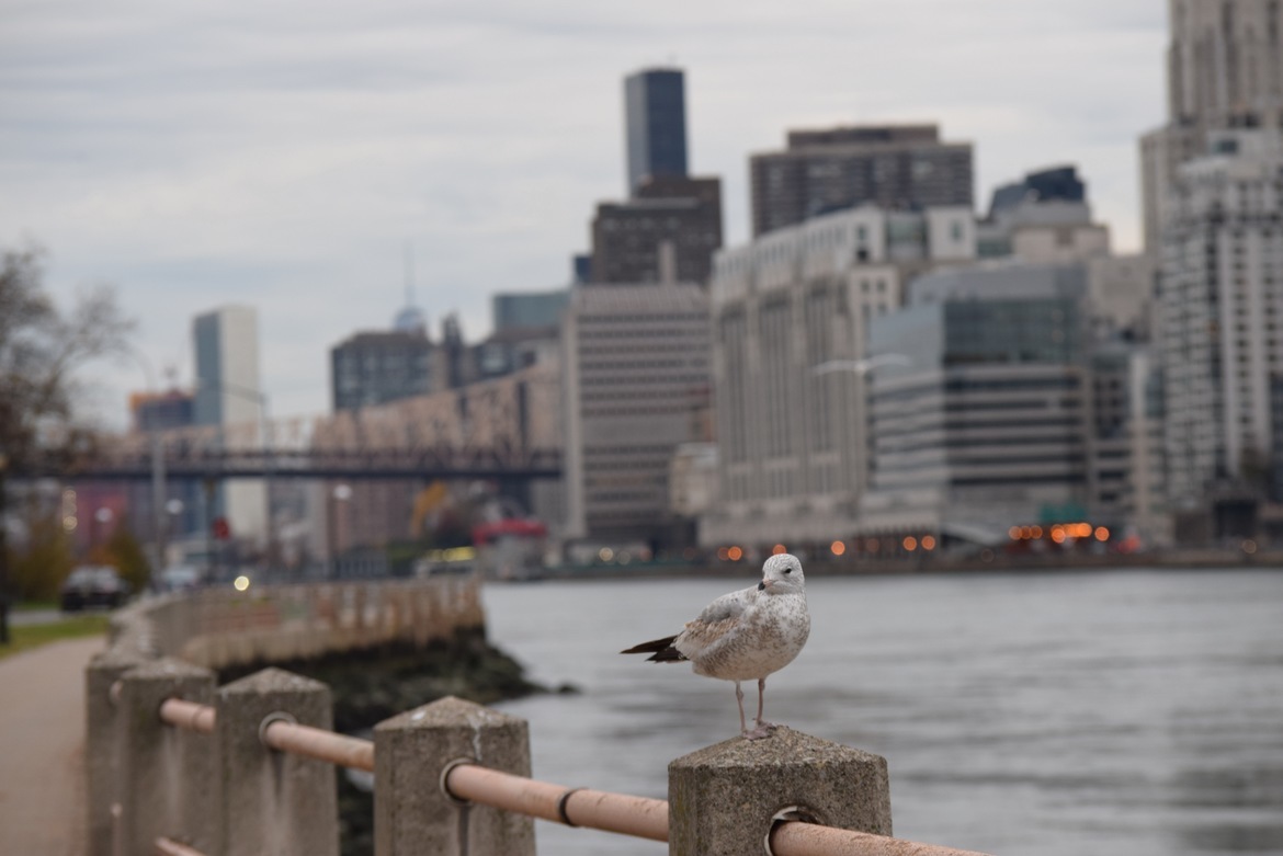 Seagull, Roosevelt Island, United States