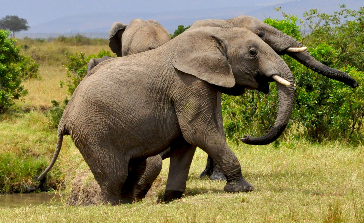 Elephant, Massai Mara National Reserve, Kenya