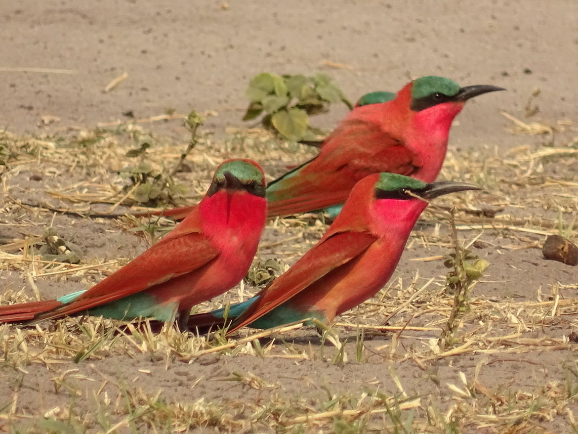 carmine bee eater , Okavango  Delta , Botswana 