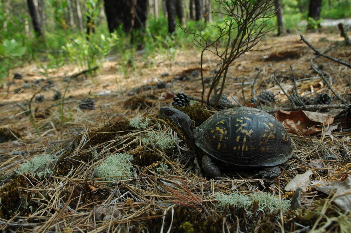 Box Turtle, Pine Barrens, NJ, United States