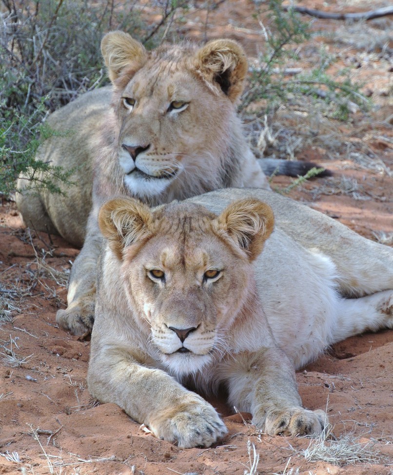 Lion, Linyanti Confluence, Botswana