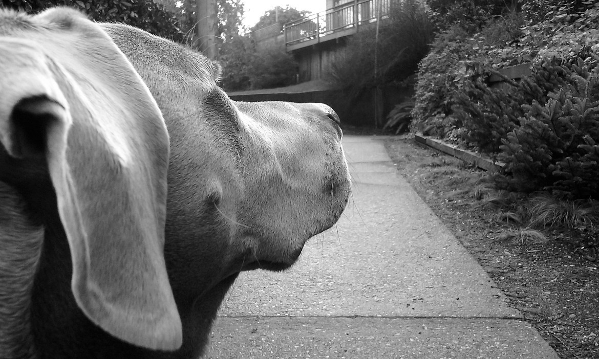 Weimaraner/Dante, Seattle, Washington, United States