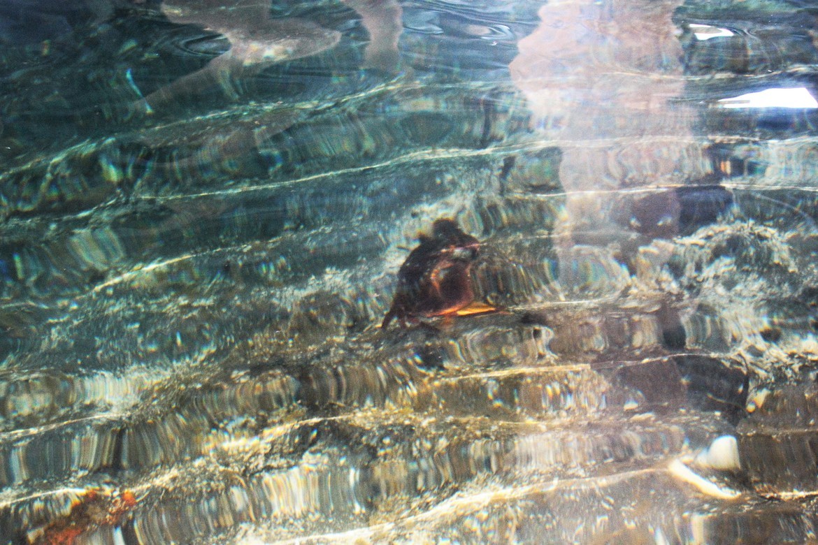 Crab, Pacific Northwest, United States