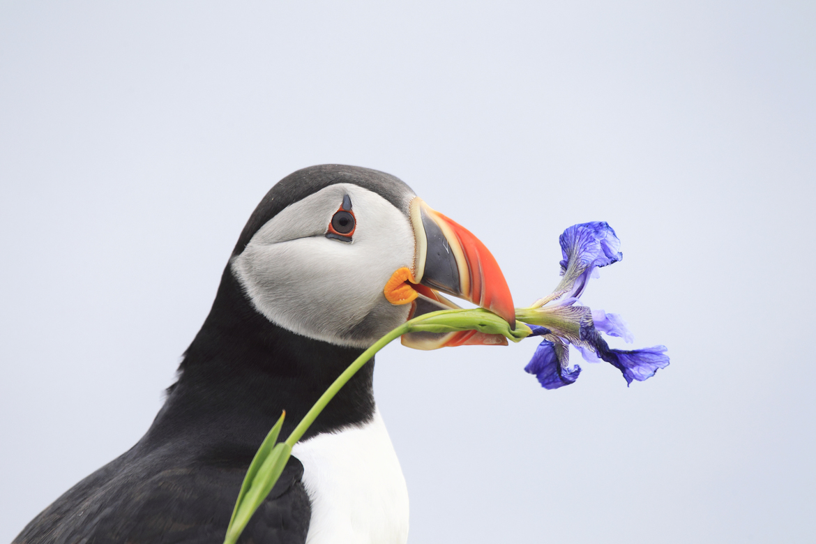 Atlantic Puffin, Bonavista Peninsula, Newfoundland, Canada