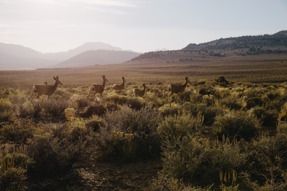 Mule Deer, California, United States