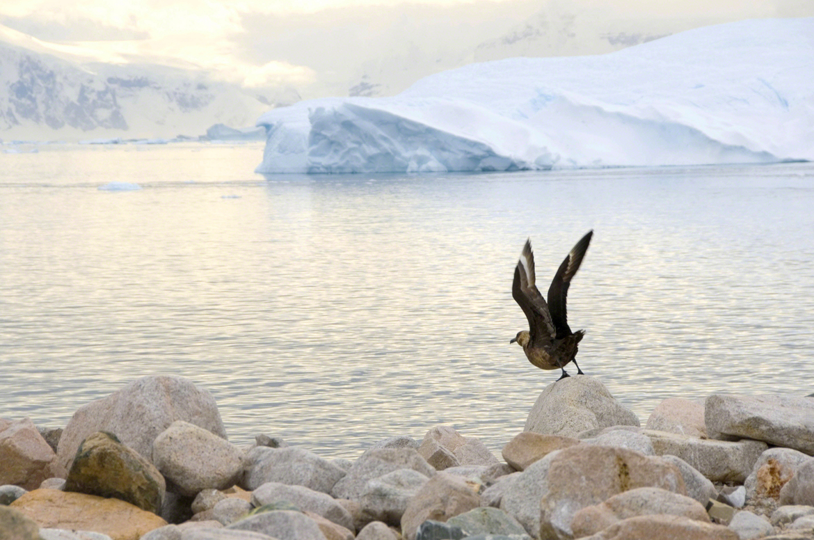 Antarctic bird, Antarctica , Antarctica 