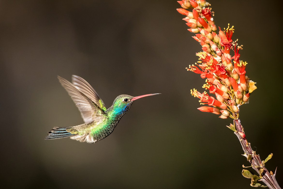 Broad-billed Hummingbird/Cynanthus latirostris , Santa Rita Mountains, Arizona, USA