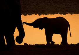 Grid kaveneyw  etosha 6196