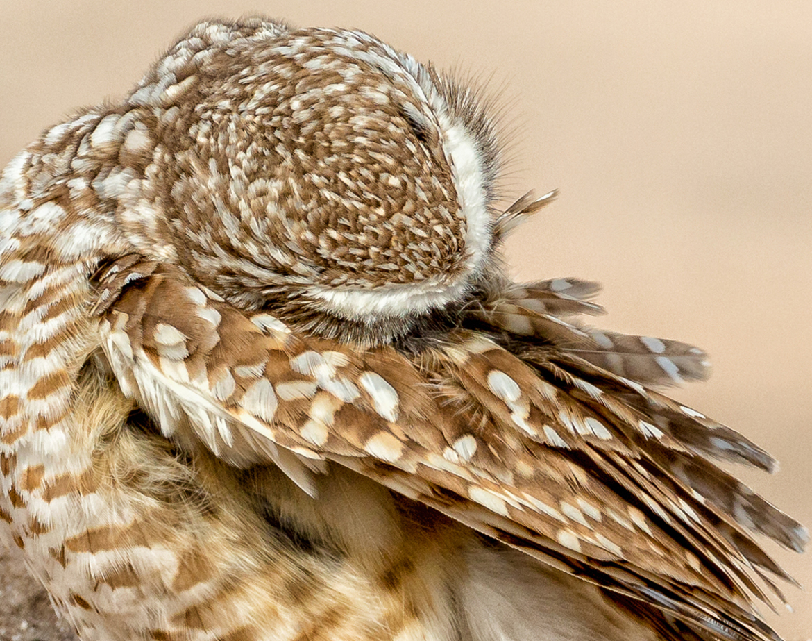 Burrowing Owl (Athene cuniclaria), Agricultural area in Goodyear, Arizona, USA