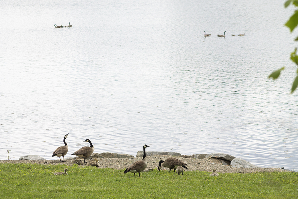 Geese, Hills Creek State Park, United States