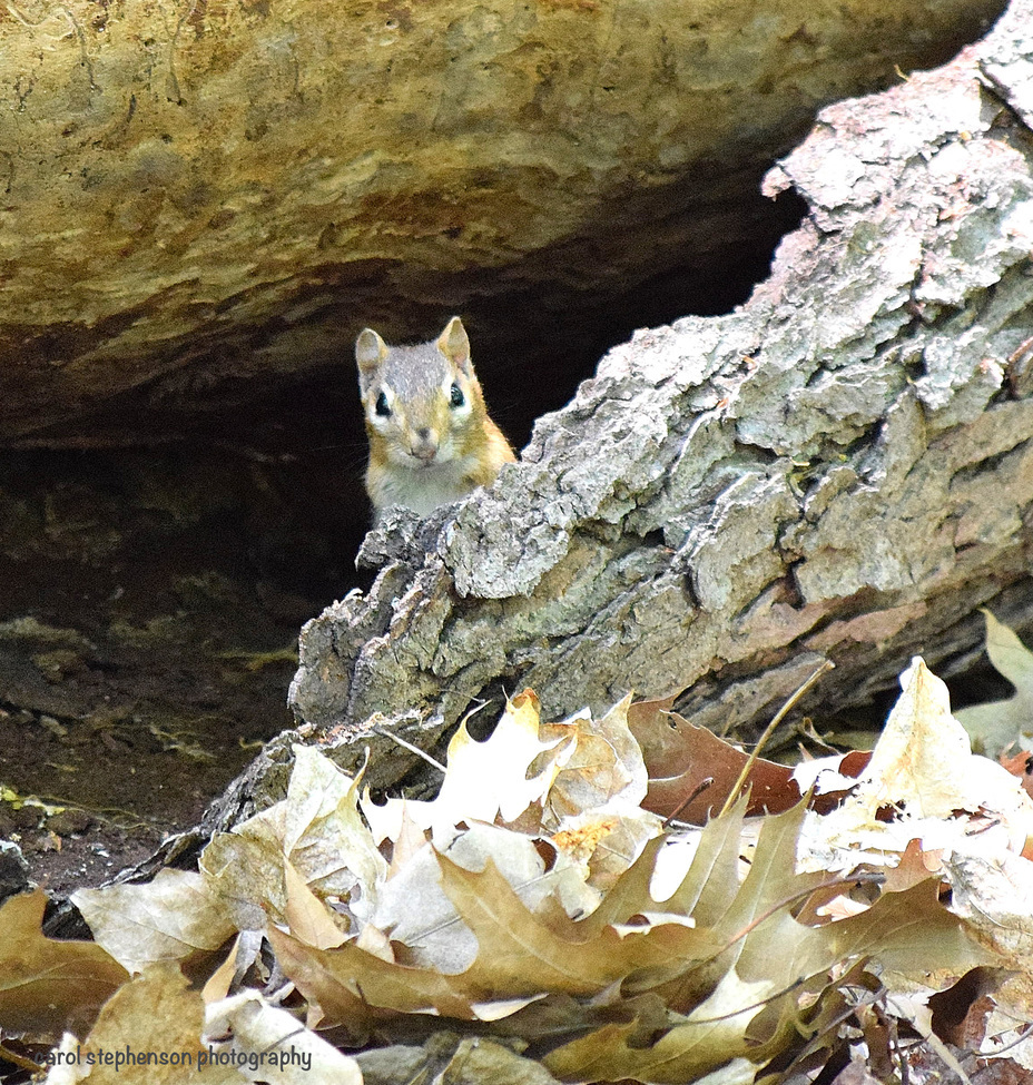 Chipmunk, Chicago Forest Preserve, United States of America