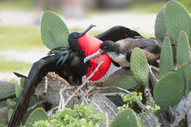 Grid frigatebird