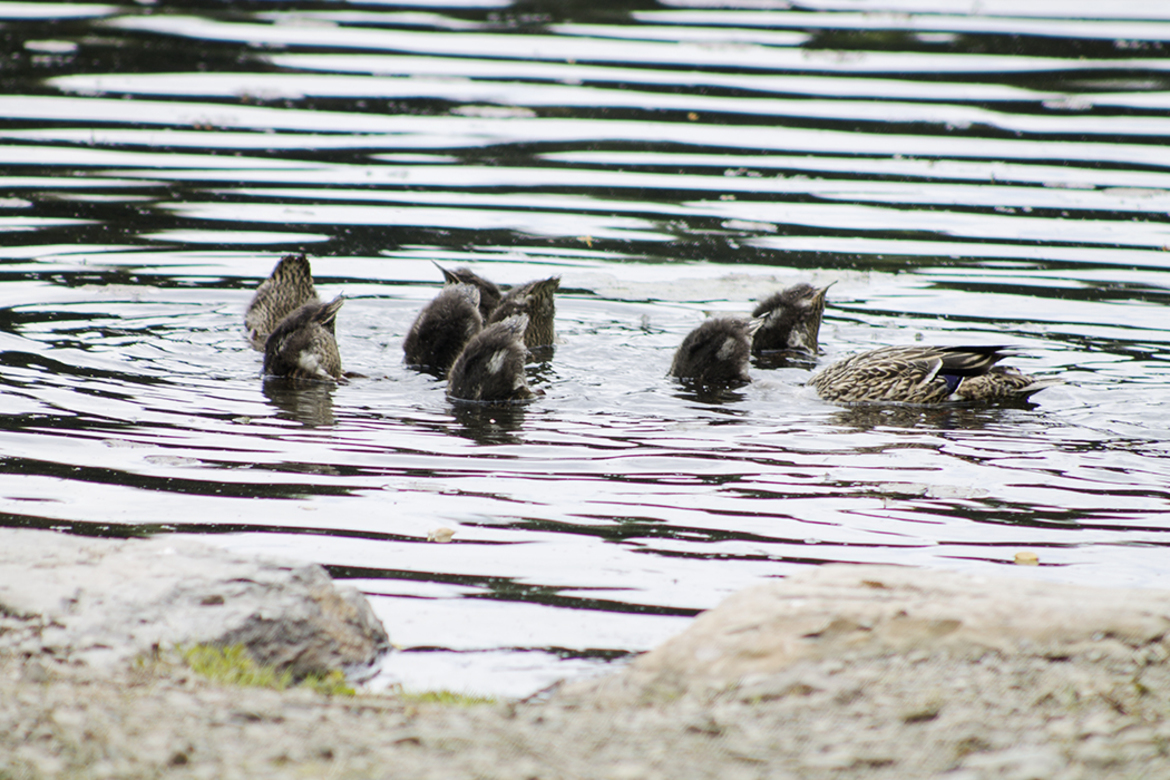 Duck, Hills Creek State Park, United States