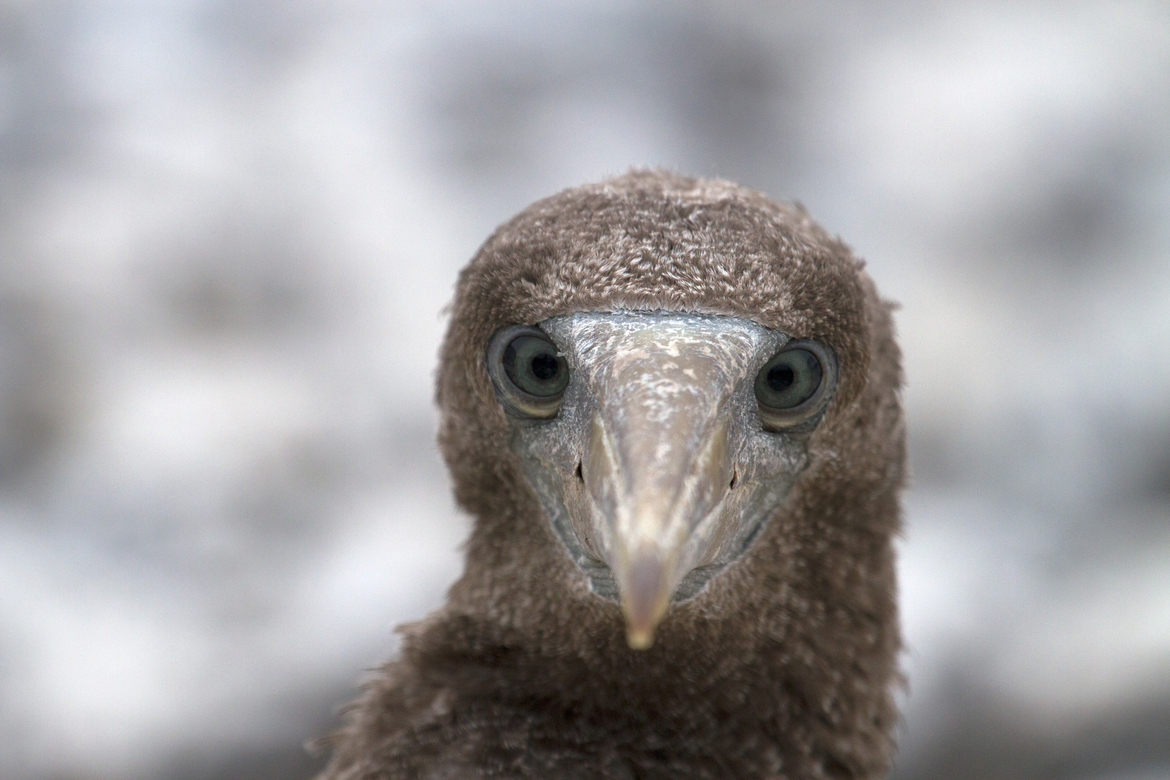 Nazca Booby, Española Island, Galápagos, Ecuador