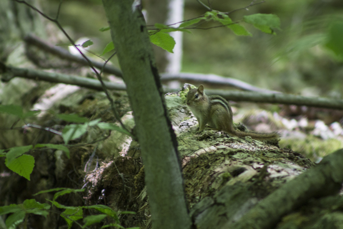 Chipmunk, Pine Creek, United States
