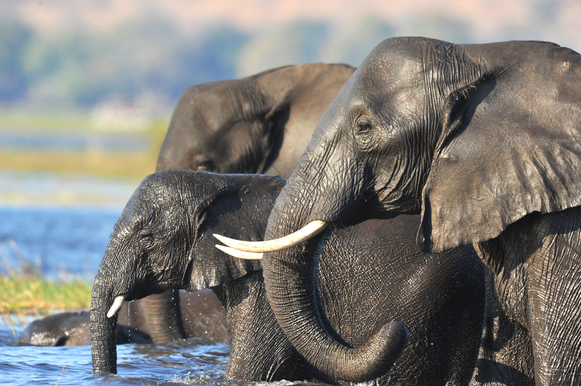 Elephants, Chobe National Park, Botswana